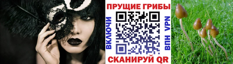 Галлюциногенные грибы Psilocybe  MEGA как войти  Власиха 